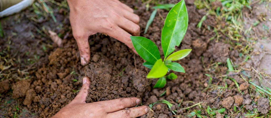 Hands planting a plant in soil