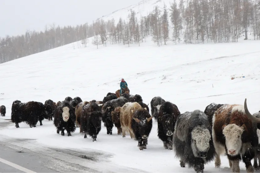 Photo: The UN Resident Coordinator Office in Mongolia