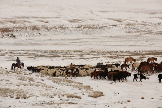 Herders guide livestock through the snowy plains, preparing for the harsh winter | Photo: IOM