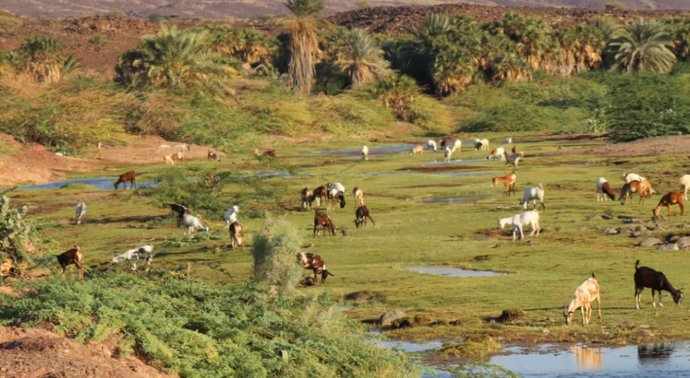 UNDP Djibouti, 2024