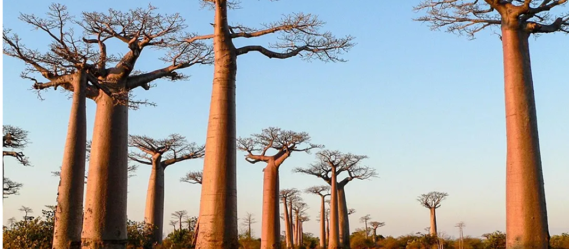 Strengthening Madagascar’s Resilience: Insights and Action from the CADRI Partnership Engagement