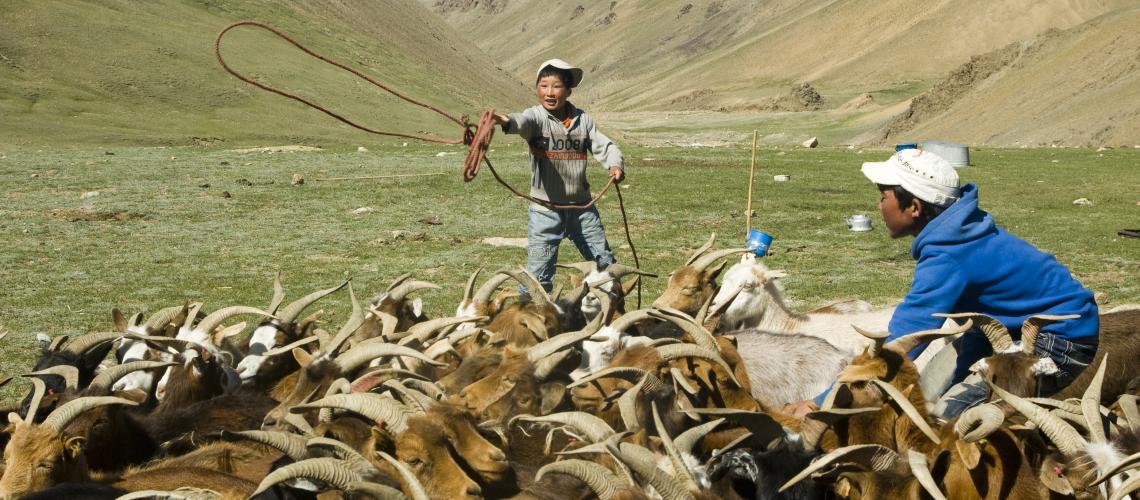 Mongolian Boys Herd Goats