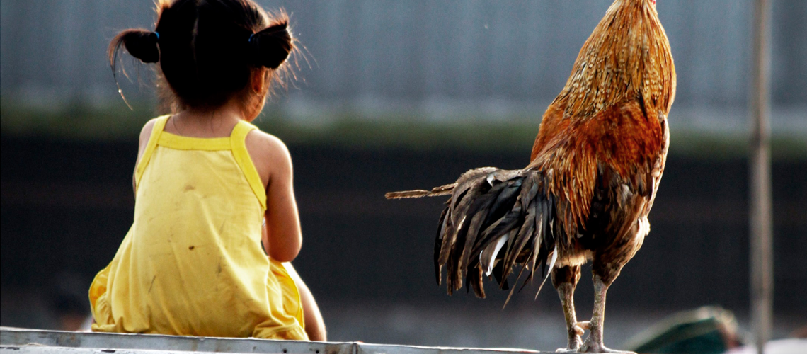 Girl in yellow dress sitting beside a chicken