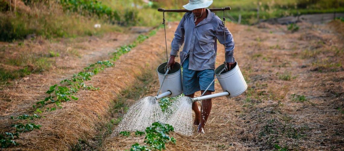 Man pouring water on crops in field