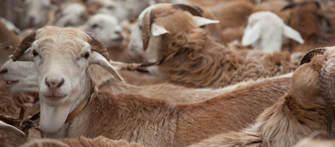 Climate-smart livestock production