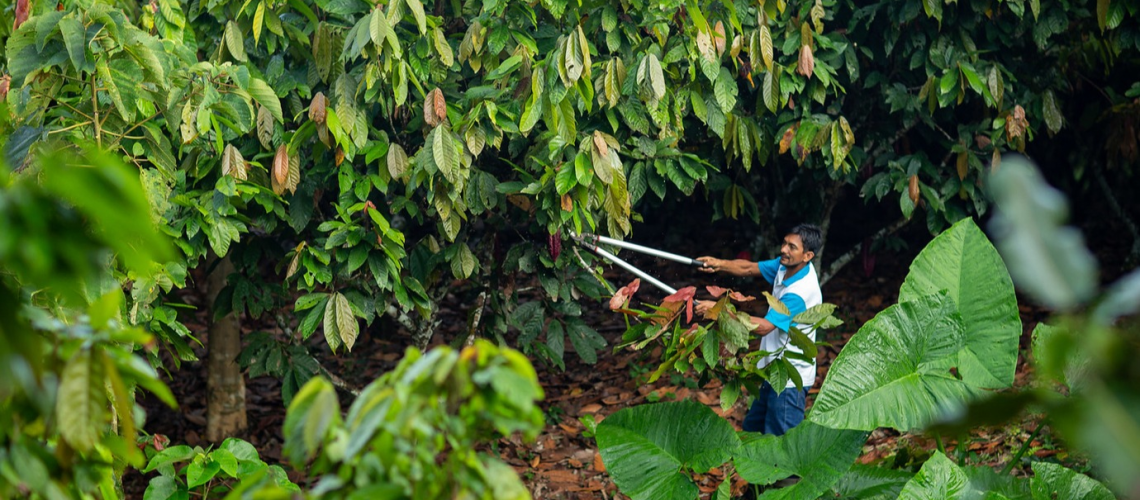 Climate-smart forestry