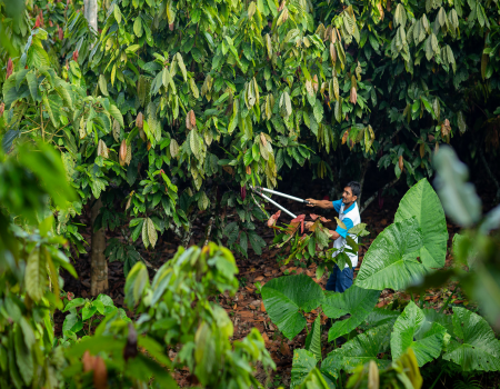 Man cutting a tree