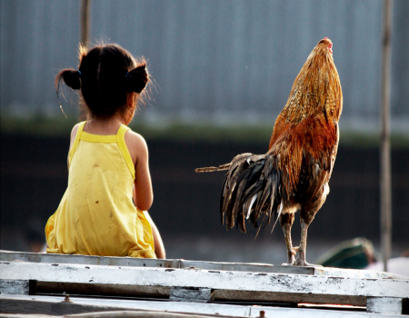 Girl in yellow dress sitting beside a chicken