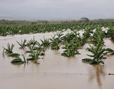 Plants growing in flooded crop