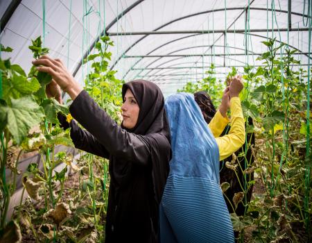 Women working in a greenhouse