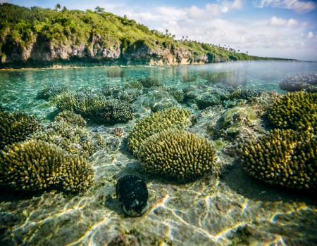 Shallow blue waters showing corals 