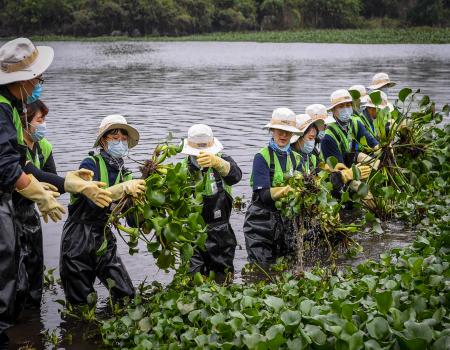 Row of workers pulling up seaweed