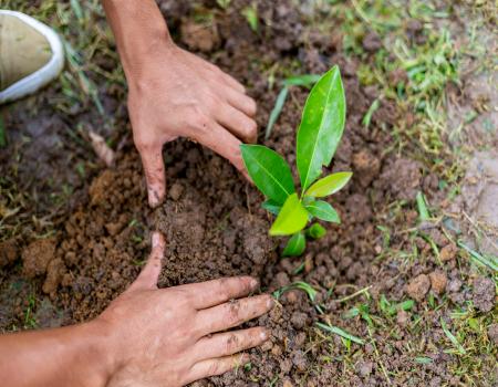 Hands planting a plant in soil