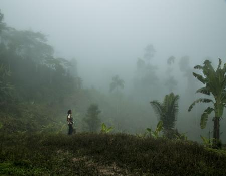 foggy trees