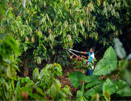 Climate-smart forestry