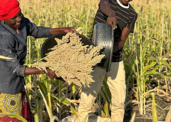 two people harvesting millet